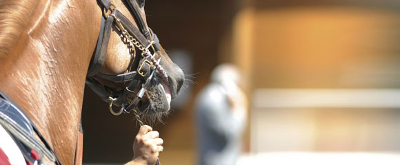 Ascot Horse Racing