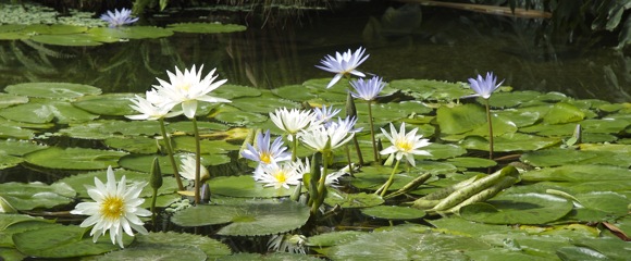 RHS Chelsea Flower Show
