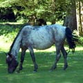 New Forest Chauffeur
