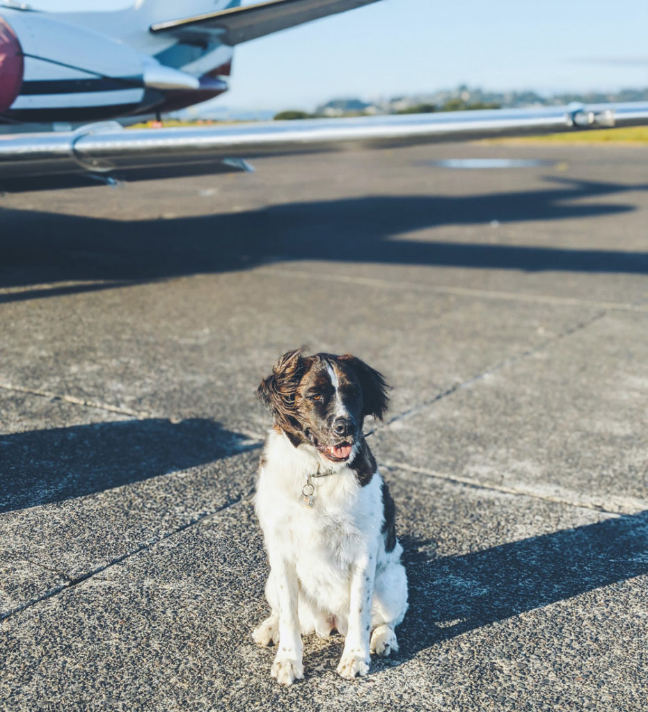 Private jet with dog on runway