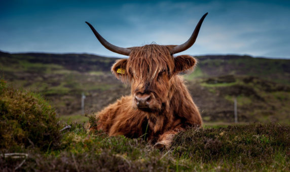 Highland Cattle