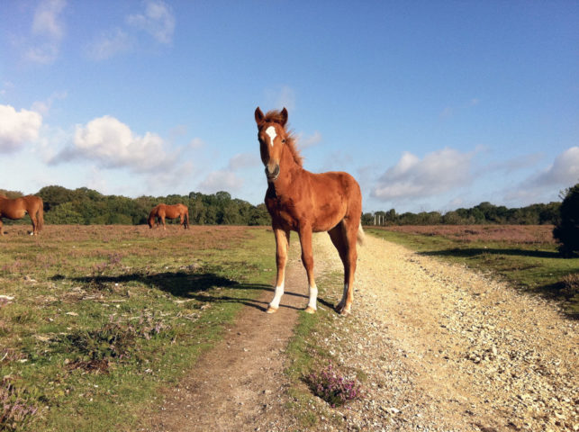New Forest Pony Burley