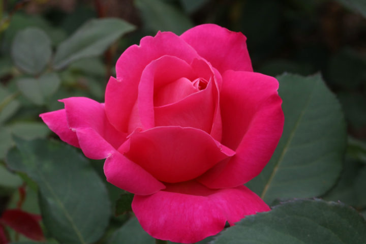 Garden rose flower