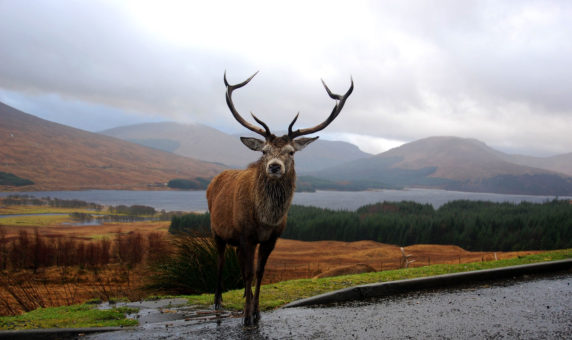 Stag deer in Scottish Highlands road