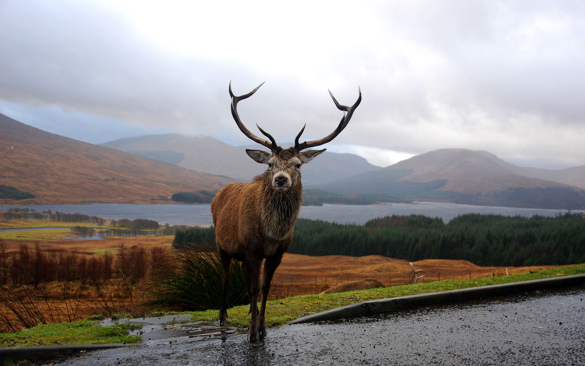 Stag deer in Scottish Highlands road