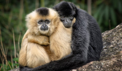 A pair of yellow cheeked crested gibbons hugging in Cambodia