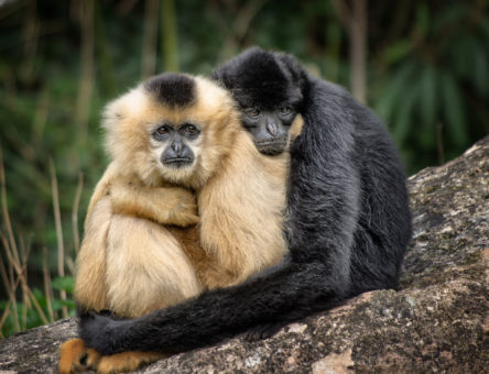 A pair of yellow cheeked crested gibbons hugging in Cambodia