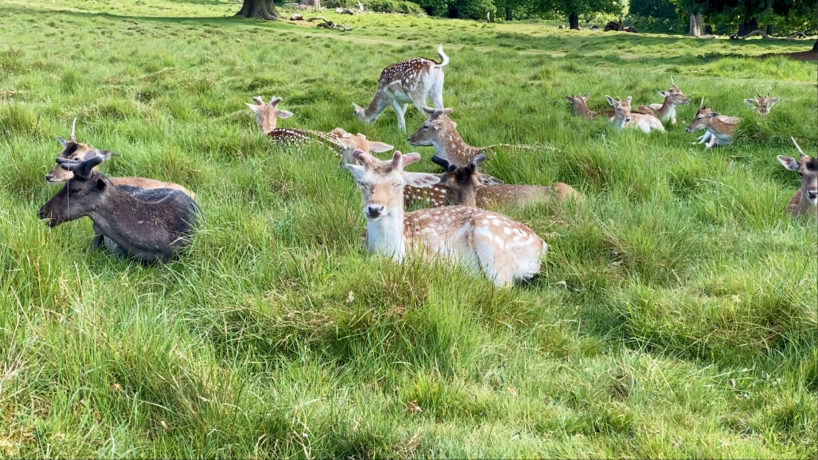 Deer in Richmond Park, London