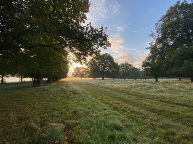 Bushy Park in Hampton, Richmond upon Thames