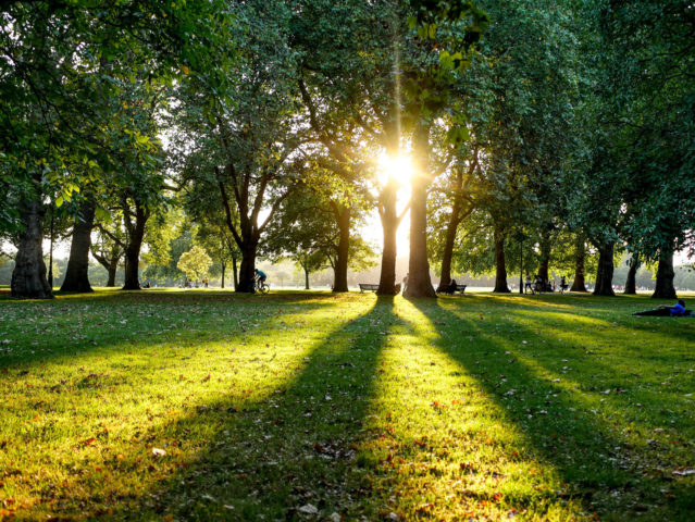 Hyde Park trees in the sunshine