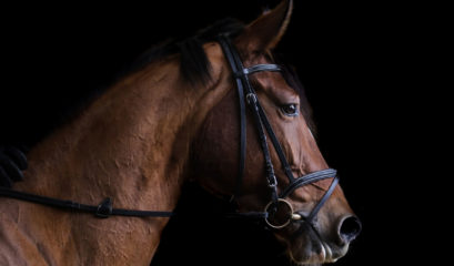 Thoroughbred Race Horse in Cheltenham Racecourse