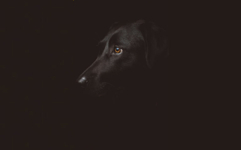 Pet travel showing a black dog