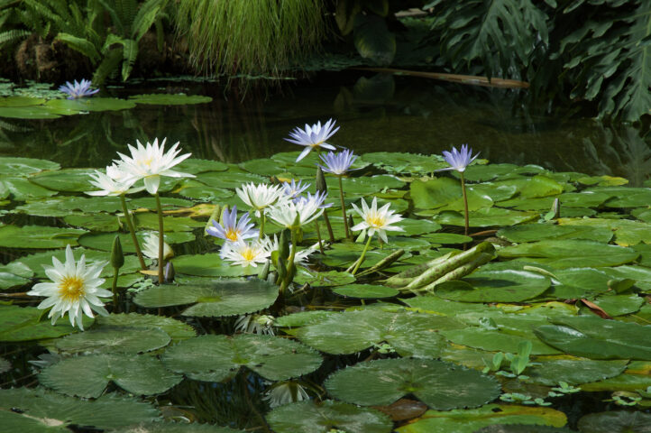 Flowering Lotus plants in pond at the Royal Botanic Gardens, Kew