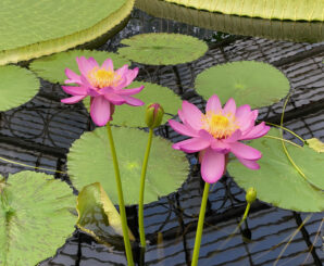 Lotus flowers at Kew Gardens