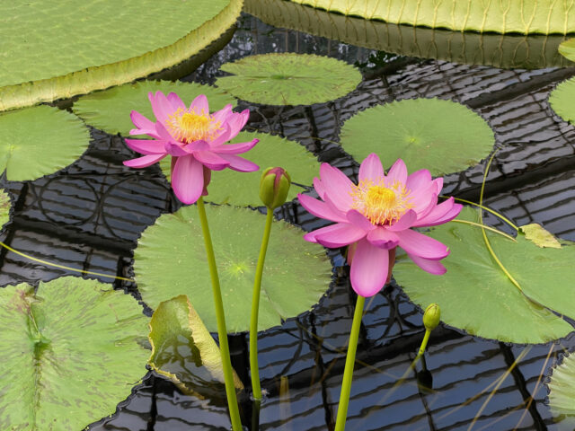 Lotus flowers at Kew Gardens