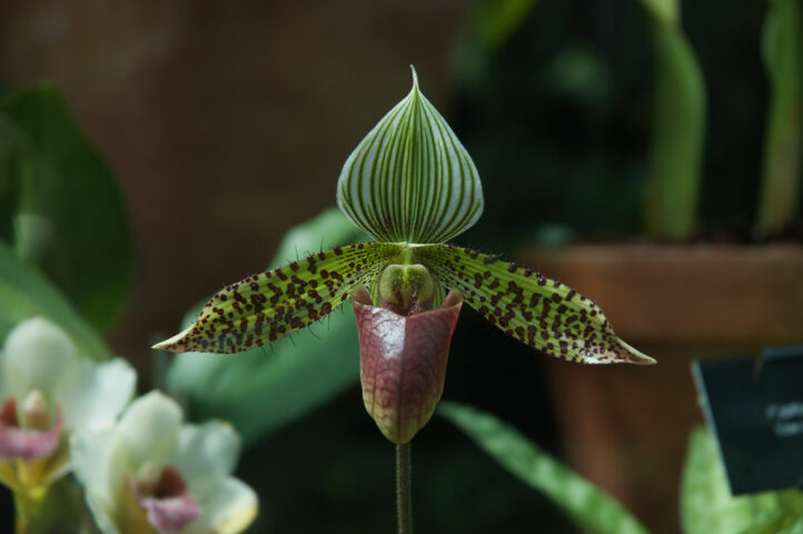 Orchid at Kew Gardens