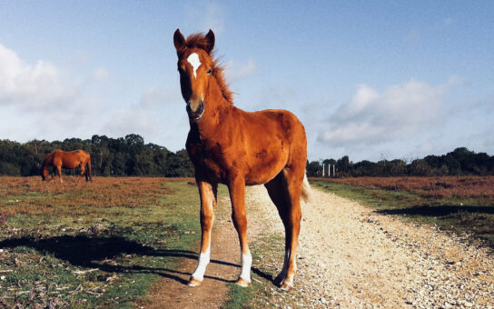 New Forest pony foal at Burley