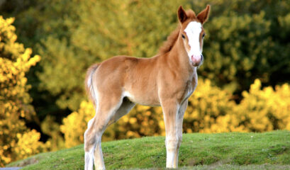 New Forest foal looking at camera