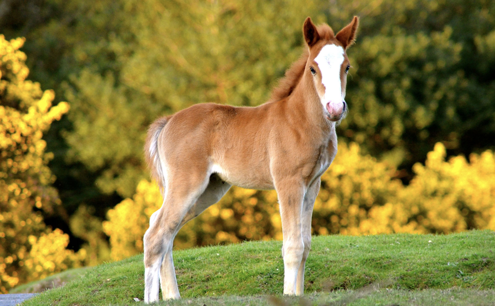 New Forest foal looking at camera