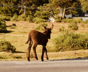 Young donkey walking along road in the New Forest.